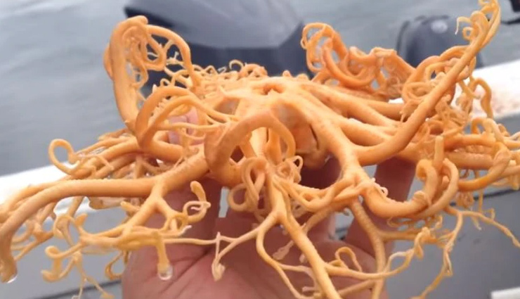 weird creature,sea creature,video viral,weird news