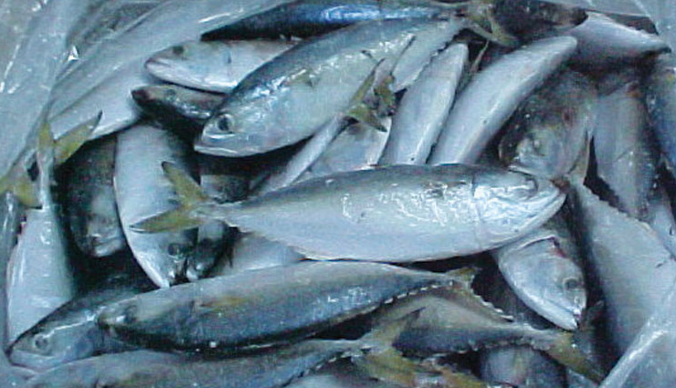 5 Popular Sea Fish Found in India - lifeberrys.com