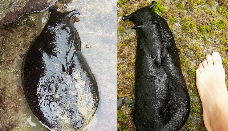 कैलिफॉर्निया से मिला हैरान करने वाला ये समुद्री जीव, पहली नजर में पहचानना हुआ मुश्किल