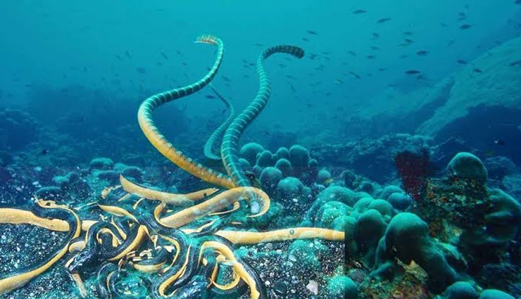 species of sea snakes,sea snakes found in india,sea snakes,banded sea krait,blue lipped sea krait,beaked sea snake,annandale sea snake,shaw sea snake