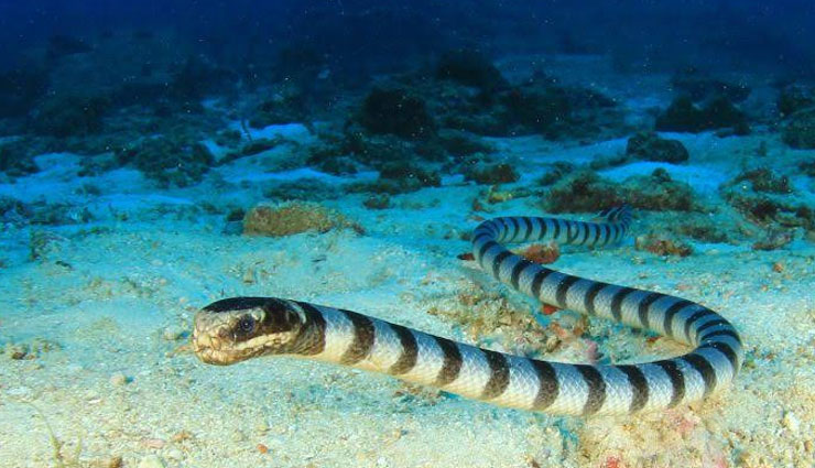 species of sea snakes,sea snakes found in india,sea snakes,banded sea krait,blue lipped sea krait,beaked sea snake,annandale sea snake,shaw sea snake