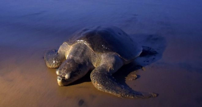 sea turtles in india,places to spot sea turtles,sea turtles,gahirmatha beach,odisha,rushikulya river mouth,devi river mouth,marina beach,chennai,velas beach,ratnagiri