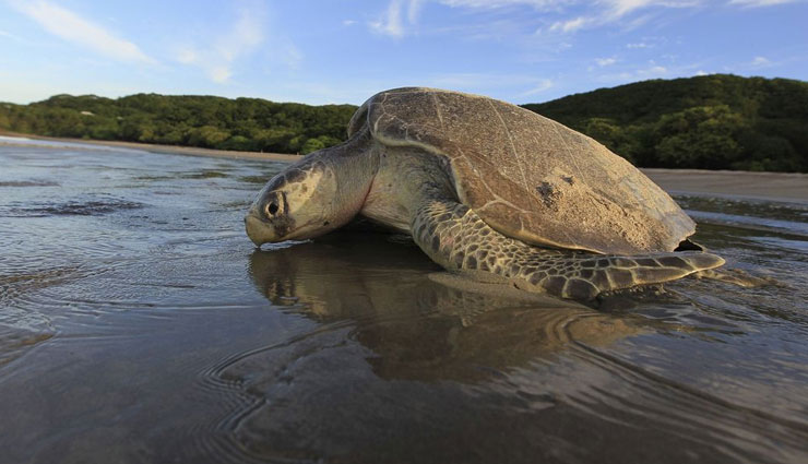 5 Places To Spot Sea Turtles in India