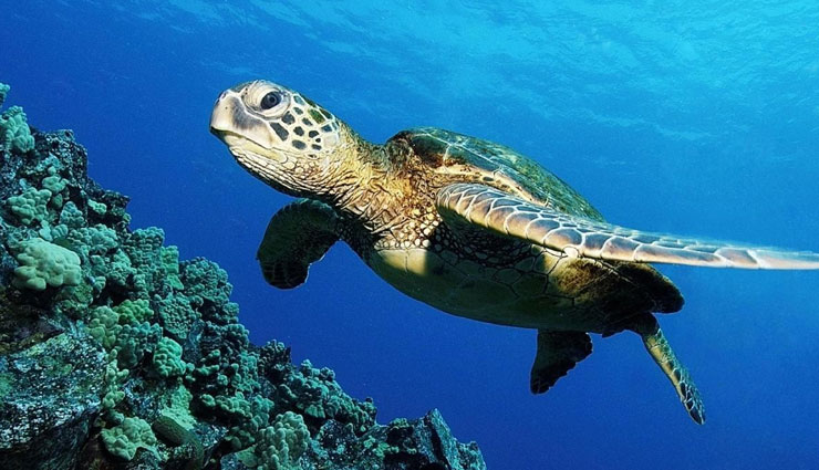 sea turtles in india,places to spot sea turtles,sea turtles,gahirmatha beach,odisha,rushikulya river mouth,devi river mouth,marina beach,chennai,velas beach,ratnagiri