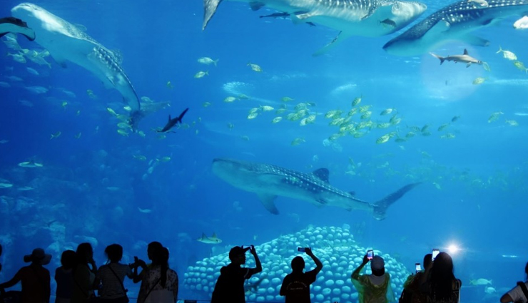 best places to visit in rameswaram,top tourist spots in rameswaram,rameswaram travel guide,must-visit places in rameswaram,rameswaram sightseeing,spiritual sites in rameswaram,adventure activities in rameswaram,historical sites in rameswaram,family trip to rameswaram,romantic getaway in rameswaram