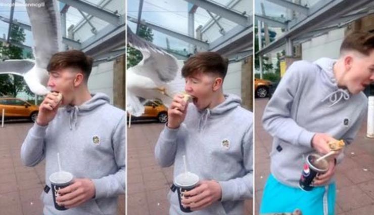 सोशल मीडिया पर वायरल हो रहा पक्षी द्वारा लड़के के मुंह से खाना चुराने का यह वीडियो, देखें यहां 