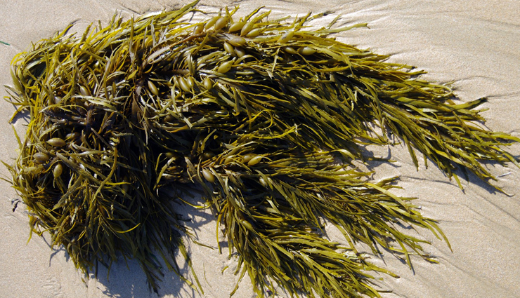 6 Health Benefits of Seaweed