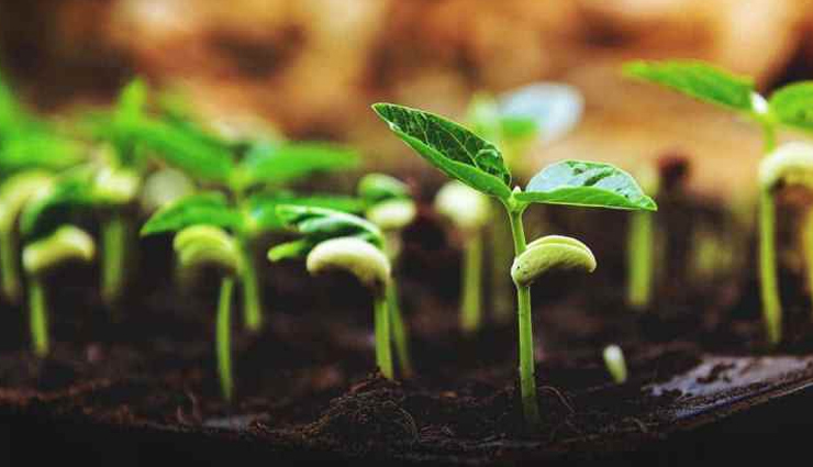 vinegar,use of vinegar,household,household tips