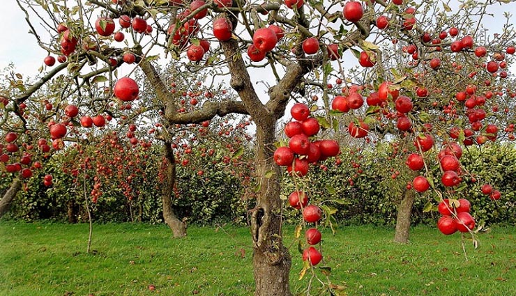 expensive fruit,weird story