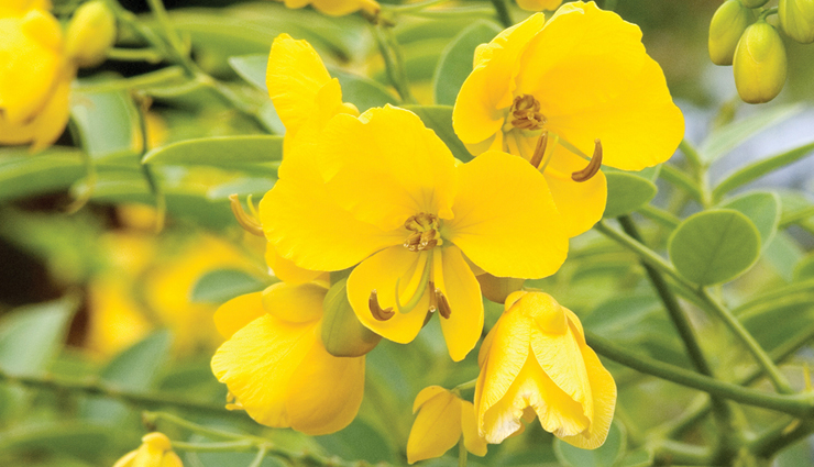 least known health benefits of senna,senna health benefits,benefits of senna leaves,senna tea benefits,senna for digestion,senna for constipation relief,senna for weight loss,senna detox benefits,senna for gut health,senna for skin,senna for hair,senna antibacterial properties,senna for liver health,senna as a natural laxative,senna for bloating,senna for colon cleanse,senna for metabolism,senna herbal benefits,senna medicinal uses,lesser-known benefits of senna