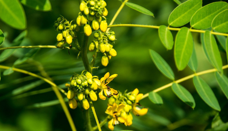 constipation,home remedies to treat constipation,remedies to treat constimation,gas problem,Health,Health tips