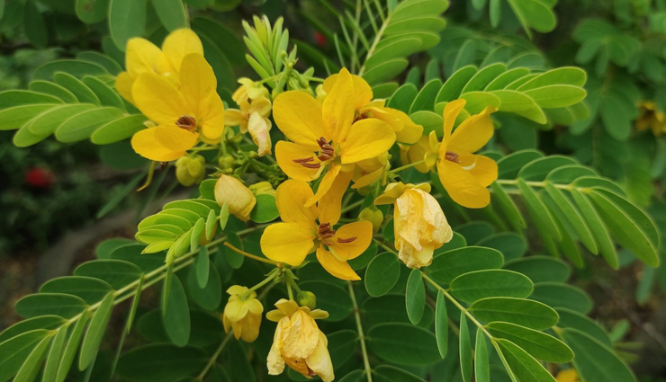 least known health benefits of senna,senna health benefits,benefits of senna leaves,senna tea benefits,senna for digestion,senna for constipation relief,senna for weight loss,senna detox benefits,senna for gut health,senna for skin,senna for hair,senna antibacterial properties,senna for liver health,senna as a natural laxative,senna for bloating,senna for colon cleanse,senna for metabolism,senna herbal benefits,senna medicinal uses,lesser-known benefits of senna