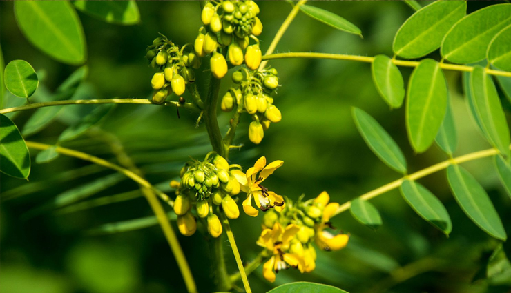 constipation,treat constipation at home,home remedies to treat constipation at home,constipation treat at home,Health,Health tips