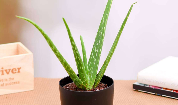 homemade scrubs to treat sensitive skin,beauty tips,beauty hacks