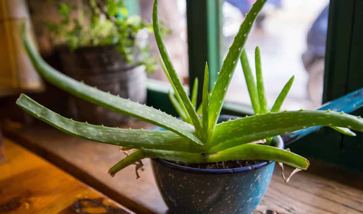 homemade scrubs to treat sensitive skin,beauty tips,beauty hacks