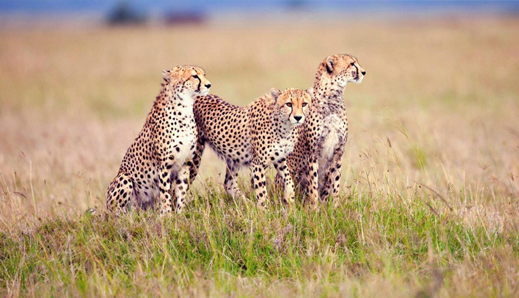 africa,unesco,world heritage sites,heritage sites in africa,rock-hewn churches of lalibela,ethiopia,vallee de mai nature reserve,seychelles,victoria falls – zambia-zimbabwe,serengeti national park,tanzania,great lakes kenya,robben island south africa,travel,holidays,travel guide,travel tips