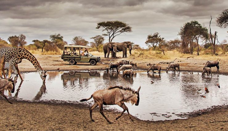 famous wildlife safaris,top safaris around the world,best wildlife safari destinations,popular global safaris,must-visit safari parks,wildlife safari tours,iconic safaris worldwide,top safari experiences,safari travel destinations,exotic safari trips