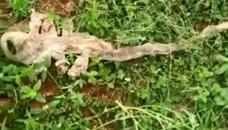 कर्नाटक में दिखी 7 मुंह वाले सांप की खाल, लोग करने लगे पूजा, चढ़ाया हल्दी-कुमकुम, वीडियो वायरल