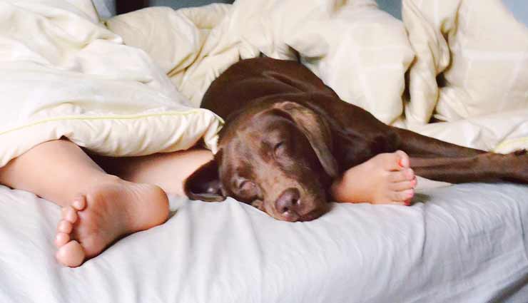 पति की सनक : पत्नी को करता था कुत्ते के साथ संबंध बनाने पर मजबूर