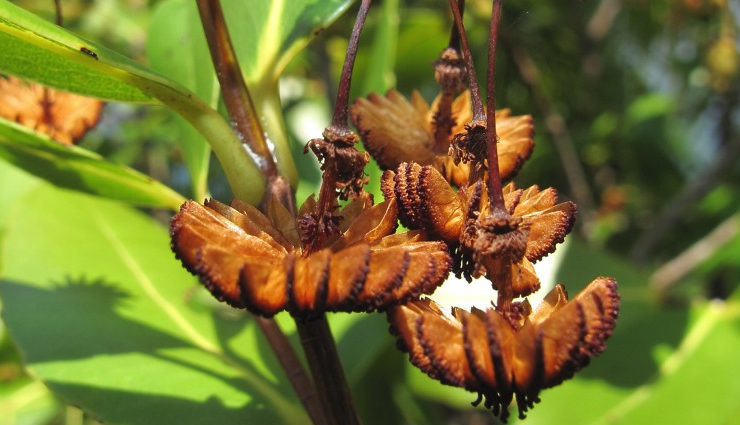 seychelles,attractions in seychelles,must visit places in seychelles,anse georgette,curieuse island,bird island,the jellyfish tree,aldabra atoll,fond ferdinand