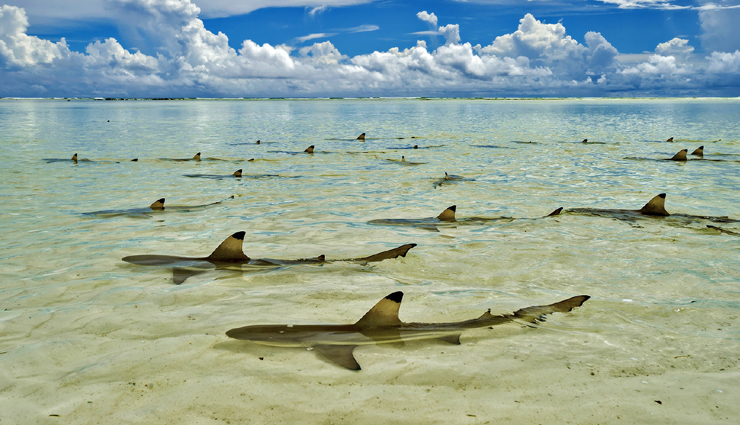 seychelles,attractions in seychelles,must visit places in seychelles,anse georgette,curieuse island,bird island,the jellyfish tree,aldabra atoll,fond ferdinand