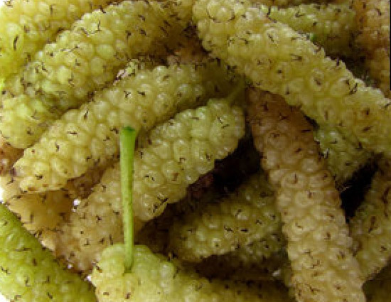 फोड़े फुंसियो पर शहतूत के पत्तो का लेप फायदेमंद, जाने और फायदे