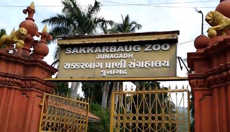 एशियाई सिंहों के लिए विख्यात है जूनागढ़ स्थित गिरनार, पर्यटकों को देखने को मिलता है और भी बहुत कुछ girnar junagadh tourist attractions,explore girnar top sights,best places to visit in girnar junagadh,girnar travel destinations,must-see landmarks in girnar junagadh,girnar sightseeing spots,discover girnar famous sites,girnar junagadh iconic tourist places,unforgettable experiences in girnar,exploring the beauty of girnar junagadh