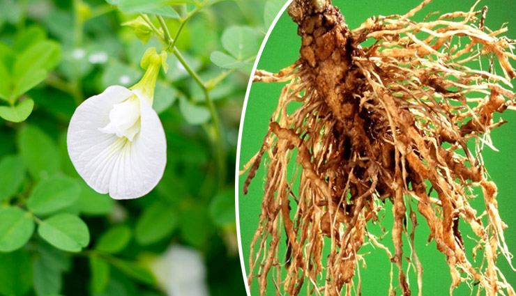 Navratri 2022: मां दुर्गा को प्रसन्न करने के लिए नवरात्रि के दिनों में घर में लाएं ये चीजें, होगी हर मनोकामना पूरी navratri 2022,navratri puja,shardiya navratri