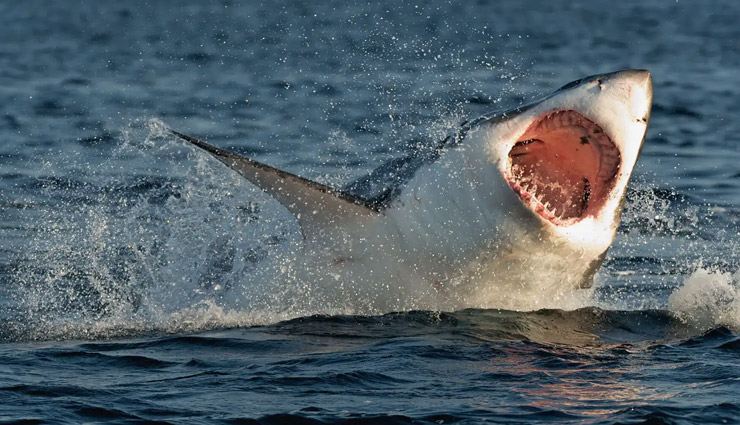 समंदर किनारे तैर रहा था शख्स, शार्क ने किया जानलेवा हमला, 2 टुकड़े कर निगल गई 
