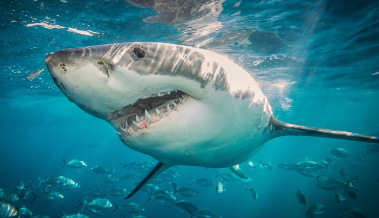 whale sharks,best places to see whale shark,travel,holidays,travel guide,travel tips