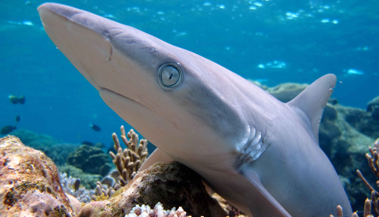 whale sharks,best places to see whale shark,travel,holidays,travel guide,travel tips