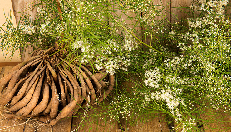 herbs and their benefits,some special herbs for health,healthy living,Health tips,herbs and its benefits