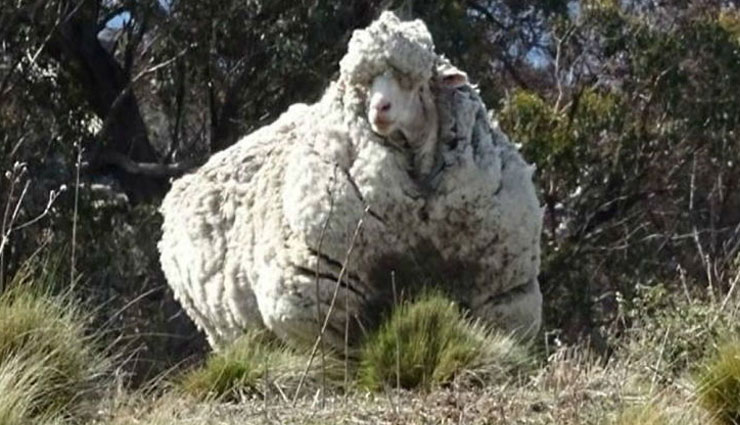 सबसे ज्यादा ऊन देने का विश्व रिकॉर्ड बनाने वाली भेड़ की हुई मौत