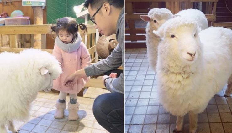 कोरिया के इस कैफे में विदेशों से पहुँचते हैं लोग, कारण बनी भेड़ें