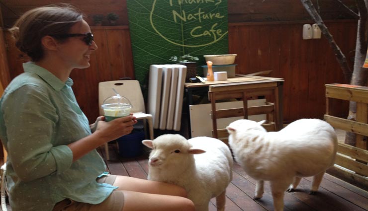 weird news,weird cafe,weird idea,sheep cafe,cafe of korea,thanks nature cafe