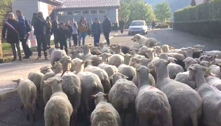 फ्रांस के एक प्राइमरी स्कूल ने दिया 15 भेड़ों को एडमिशन, यह रही वजह
