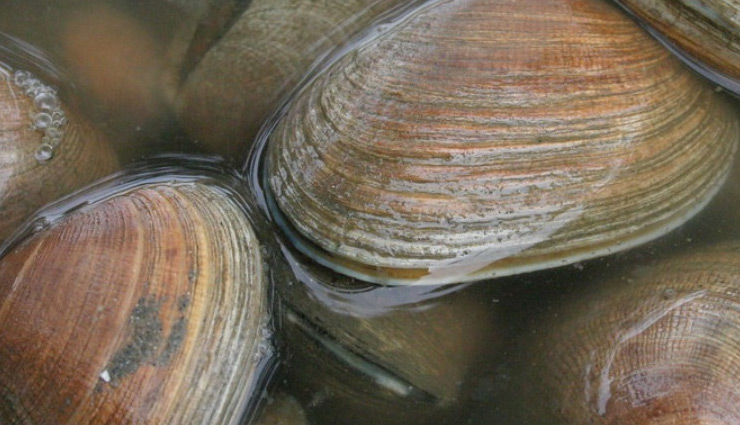 coronavirus,food to increase immunity,immunity,food,citrus fruit,grapefruit,oranges,tangerines,lemons,limes,clementines,red bell peppers,broccoli,garlic,ginger,spinach,yogurt,Almonds,turmeric,green tea,papaya,kiwi,poultry,sunflower seeds,shellfish,Health,Health tips