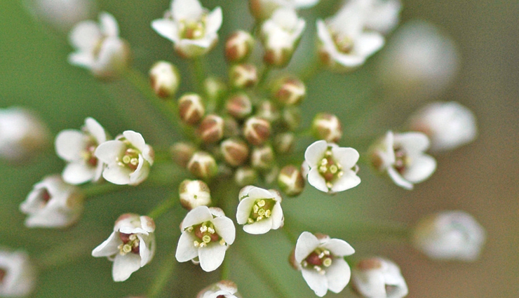 home remedies for prolonged periods,natural remedies for heavy menstrual bleeding,how to stop prolonged periods at home,home treatments for heavy periods,natural ways to manage prolonged menstrual bleeding,stop prolonged periods naturally,reduce heavy menstrual bleeding with home remedies,effective home remedies for prolonged periods,manage prolonged periods with diet and herbs,herbal treatments for heavy menstrual bleeding,control heavy periods with natural remedies,foods to reduce prolonged periods,vitamin and mineral remedies for heavy periods,how to manage excessive menstrual bleeding at home,natural solutions for prolonged menstrual cycles,home remedies for heavy and prolonged menstruation,stop heavy periods with natural treatments,manage excessive periods with home remedies,diy remedies for prolonged menstrual bleeding,natural ways to control heavy menstrual flow