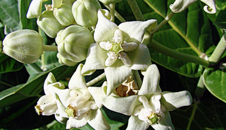 these plants brings growth in house,money plant,liliy plant,bamboo tree,lotus,aamla,chinese flower,shwetark plant,jyotish