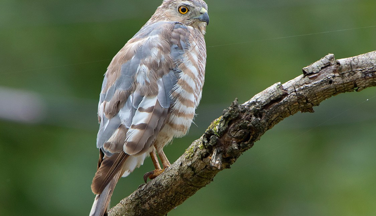 jungle birds,jungle birds you can spot  in india,india tourism,tourist places in india,india tourist places,holidays,travel