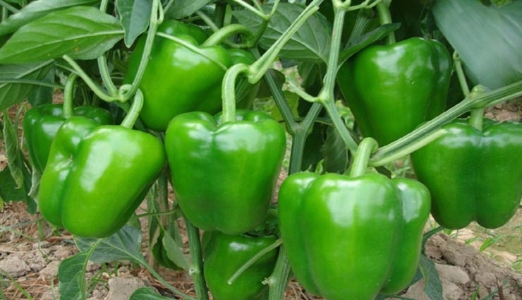 Health tips,health tips in hindi,coronavirus,diabetes,increase immunity,healthy food