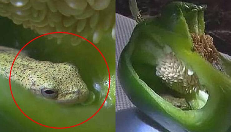 आखिर कैसे घुसा शिमला मिर्च में ये जानवर, देख कपल के उड़े होश आखिर कैसे घुसा शिमला मिर्च में ये जानवर, देख कपल के उड़े होश