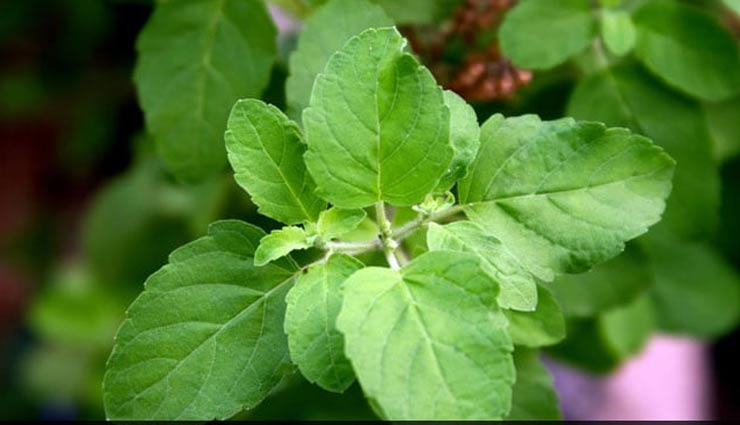 tulsi leaves are not offered on shivling,story of tulsi and shivling,astrology tips