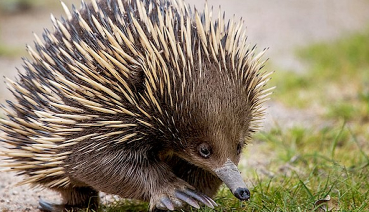 australian unique wildlife,bizarre wildlife australia,unusual animals down under,extraordinary wildlife of australia,quirky australian fauna,weird and exotic creatures australia,fascinating wildlife encounters,australias peculiar wildlife,strange animals of the land down under,astonishing australian fauna