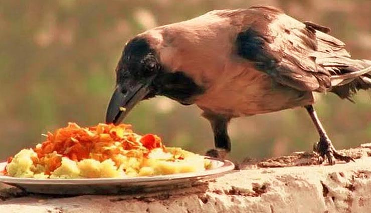 पितरों के अलावा पितृपक्ष में करें इनका पूजन और कराएं भोजन, मिलेगा पूर्वजों का आशीर्वाद astrology tips,astrology tips in hindi,shraddha 2020,shraddha paksh 2020,shraddha poojan
