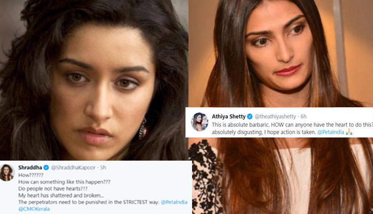 प्रेग्नेंट हथिनी को कुछ लोगों ने खिलाया पटाखों से भरा अनानास, हुई मौत;  श्रद्धा कपूर और अथिया शेट्टी ने जताई नाराजगी 