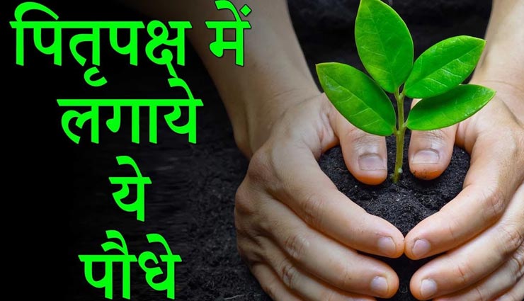 Shraddha 2021 : पितरों की कृपा पाने के लिए पितृ पक्ष में लगाए ये पौधे, कभी नहीं होगी धन-धान्‍य की कमी