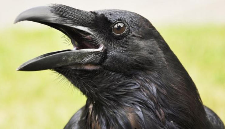 श्राद्ध पक्ष में कौवा दिखना बेहद शुभ, जानें इसके संकेतों का अर्थ 