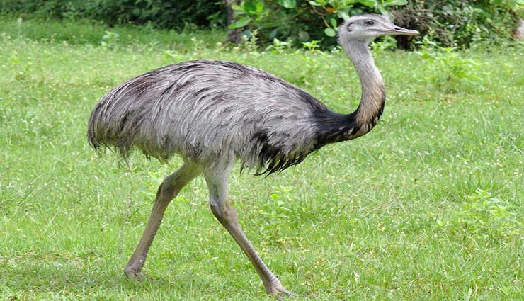 interesting facts,amazing facts,facts related birds,birds nature