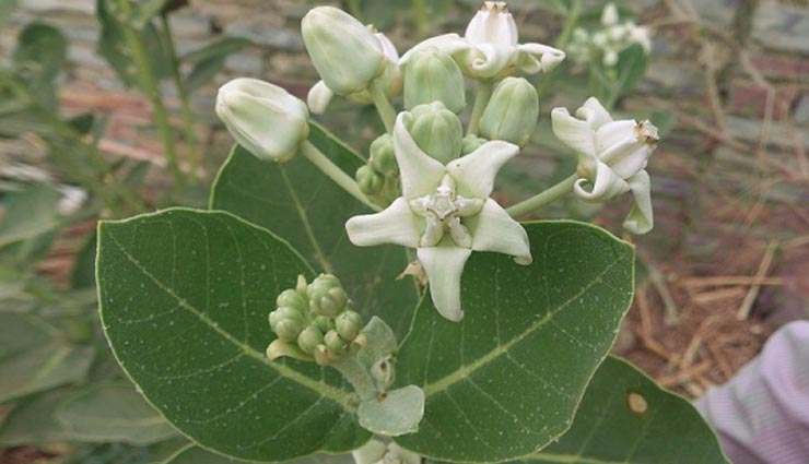 plants makes you rich,astrology tips